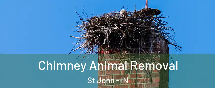  Chimney Animal Removal St John - IN