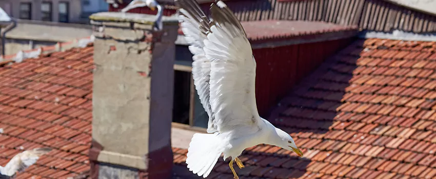 Residential Chimney Animal Removal Solution in St John, IN